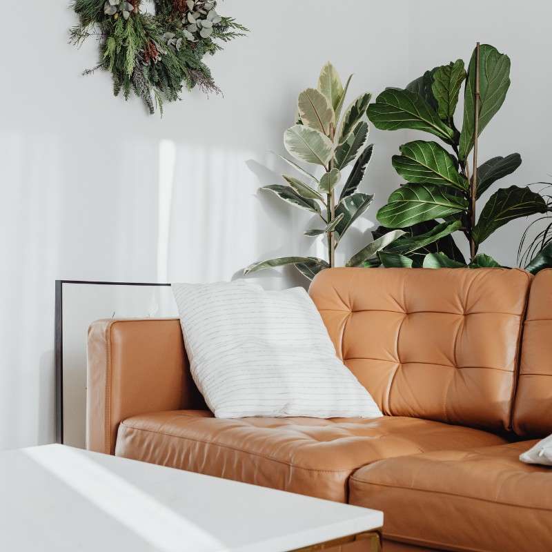 cognac leather sofa with lots of plants